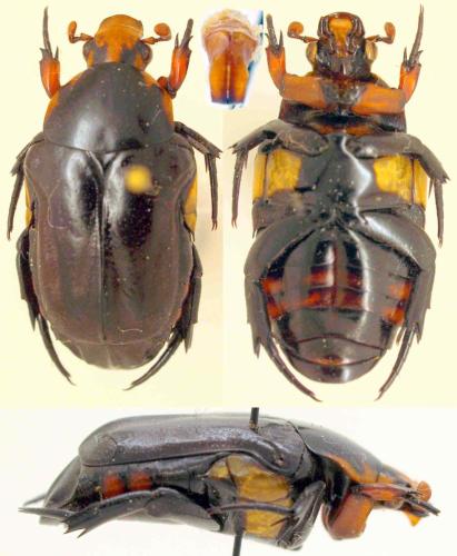 Campsiura javanica